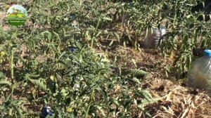 Новый способ посадки помидоров. Метод 5 в 1 – 5 кустов на одну яму.