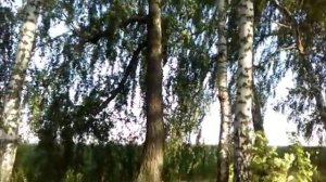 Черная береза, часть 2