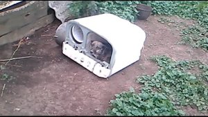 Собака которая живёт в стиральной машине...