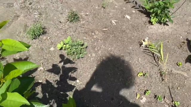 Дачний Влог. Огірки, ягоди, квіти…