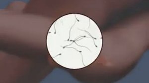 Как происходит зачатие