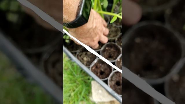 Как увеличить количество кустов томатов в два раза и продлить сезон сбора урожая помидор. смотреть онлайн