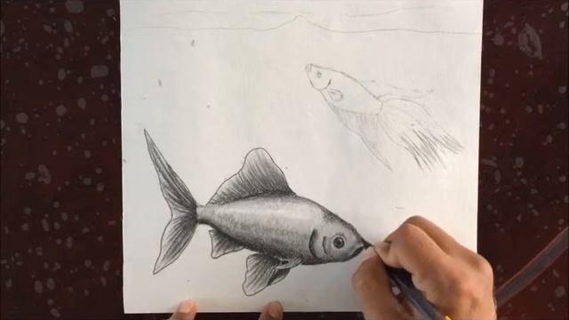 Peces dibujo a lapiz - Drawing fish - рисование рыбы смотреть онлайн