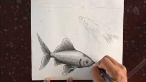 Peces dibujo a lapiz - Drawing fish - рисование рыбы