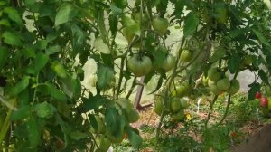 Важная подкормка томатов в Июле. Налив плодов и созревание.