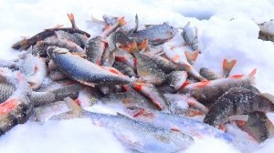 БЕЗМОТЫЛКА,СЫРНЫЙ КУБИК,СДЕЛАЛ РЫБАЛКУ | ЛОВЛЯ КРУПНОЙ ПЛОТВЫ И ОКУНЯ | БАТЯ ПРОВАЛИЛСЯ ПОД ЛЁД.