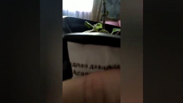 Приобрела Буддлеи в Агро маркет 24 . Тула . смотреть онлайн