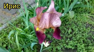 Садовые цветы.  ФОТО И #НАЗВАНИЯ