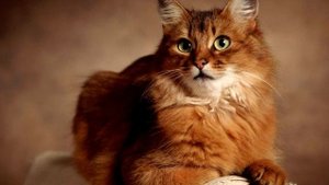 5 котов и кошек спасших жизнь своим хозяевам