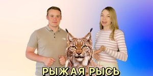 Животный мир. Рыжая рысь.