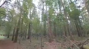 ЛЕСНАЯ БЕСЕДА... ВЕДЬМИНА ИЗБА ИНГА ХОСРОЕВА