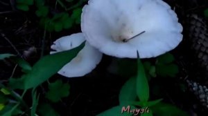 Грибы  Говорушки белые в лесу. Съедобные грибы.