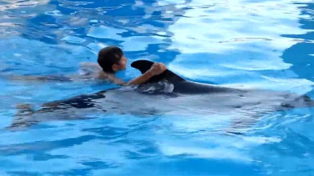 Купание с дельфином смотреть онлайн