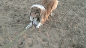 колли играет 
collie is playing