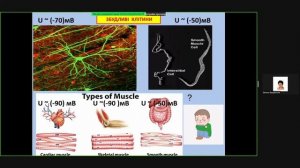 Електричний потенціал мембран клітин. Це цікаво! Частина 2