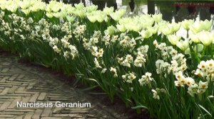Narcissus Geranium - Narcissus Bulbs from Holland