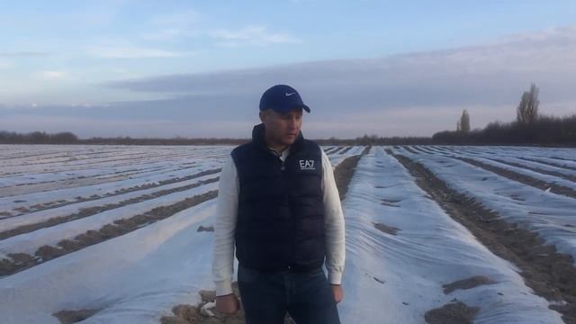 Как накрыть землянику на зиму. смотреть онлайн