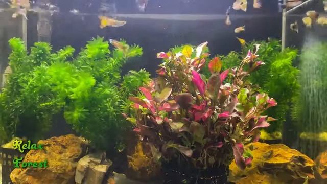 Успокаивающая и расслабляющая музыка для сна #1 смотреть онлайн