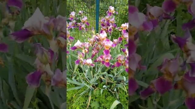 Пионы-цветы радости