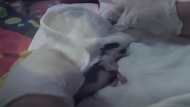 Люди закричали от ужаса,когда увидели,кого родила беременная кошка! смотреть онлайн