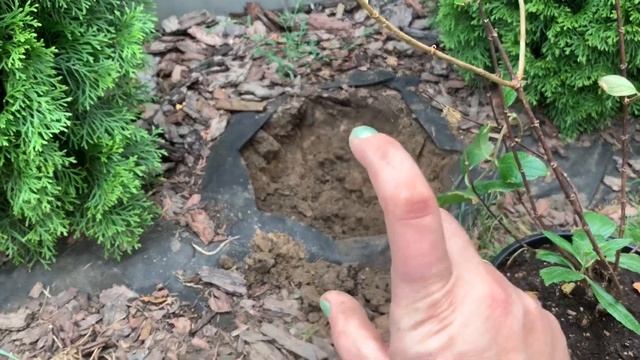 ?Метельчатая гортензия ‘Даймонд Руж’. ?Посадка.