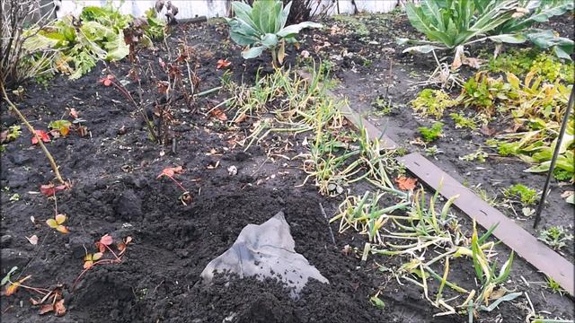 обрезка однолетнего винограда осенью и заготовка черенков смотреть онлайн