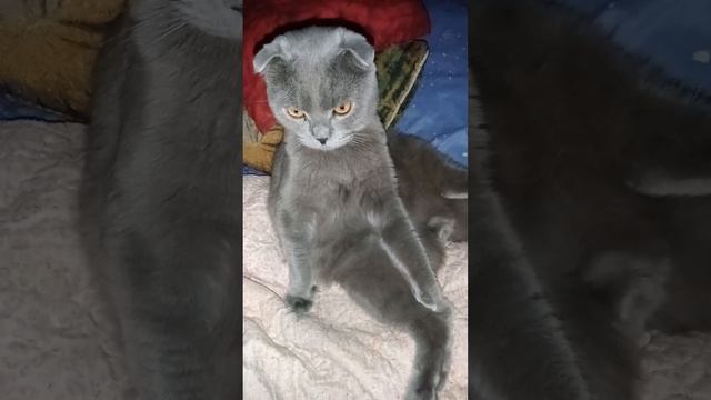 НЕОБЫЧНЫЙ КОТ МИККИ ЖЕЛАЕТ СПОКОЙНОЙ НОЧИ)) смотреть онлайн