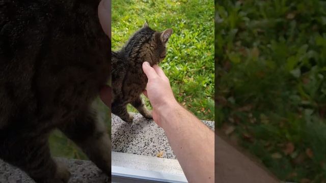 к нам в гости приходит котейка смотреть онлайн