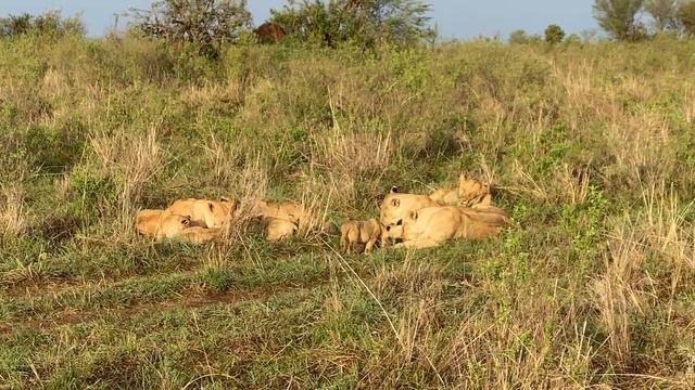 🎬RARE sighting of a LION CUB HUNT | KENYA [4K] смотреть онлайн