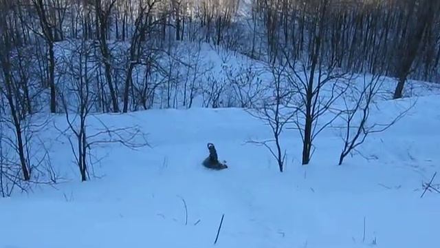 Glissade en raquette - Snowshoe slide смотреть онлайн