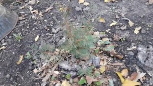 Туя из семян 3года спустя