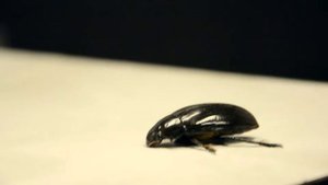 Жук-плавунец.  Dytiscidae