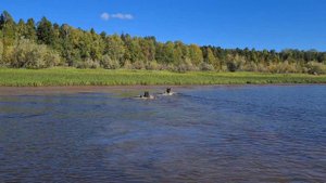 Встретили медведей  на реке Вах.