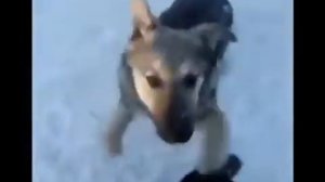 Собачий кровавый бой 2015 Алабай vs Питбуль