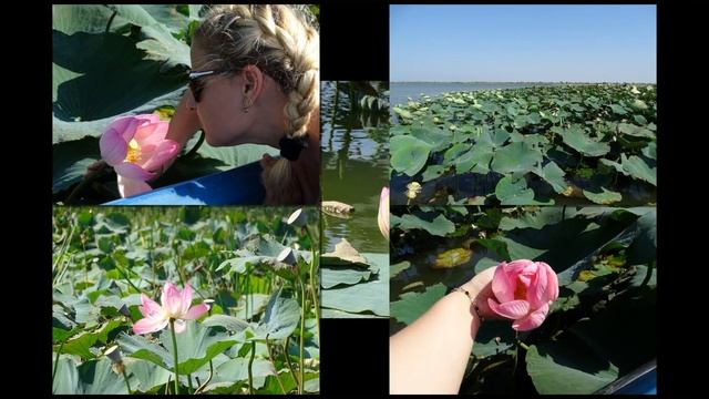 ДОЛИНА ЛОТОСОВ на Ахтанизовском лимане смотреть онлайн
