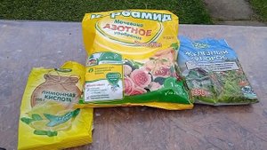 Осенняя искореняющая обработка роз.
