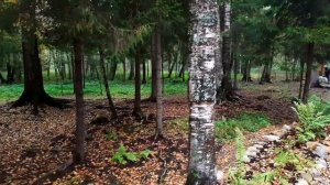 СВЯТОЙ ИСТОЧНИК. Родниковая вода за деревней Махра Владимирской области.