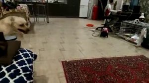 Войнушка из за игрушки