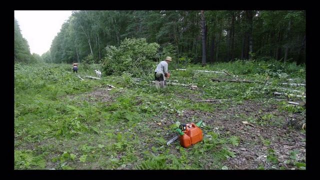 Просека