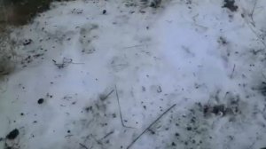 Устройство ловушки на фазана и  другую дичь.