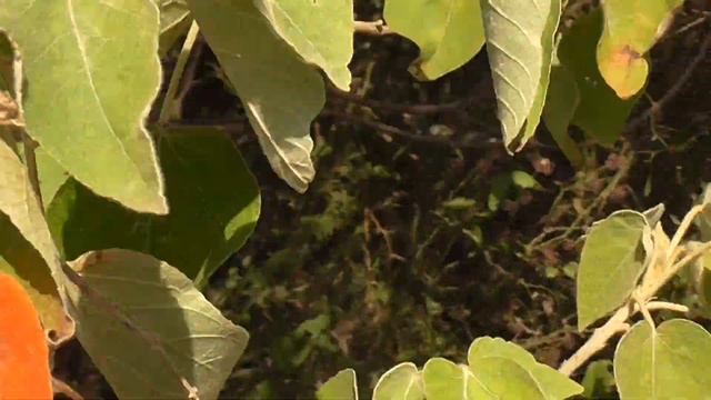 Sangre de Drago. Croton urucurana. Árbol fabuloso. смотреть онлайн