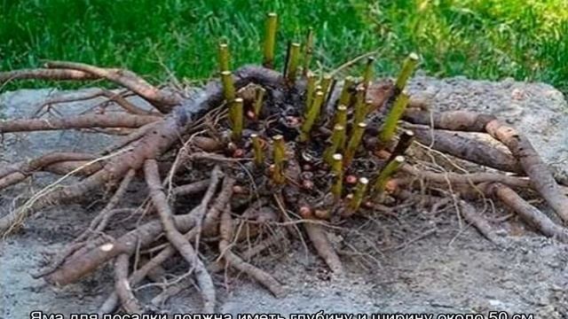 Пион Пиллоу Ток (Paeonia Pillow Talk) — особенности цветка смотреть онлайн