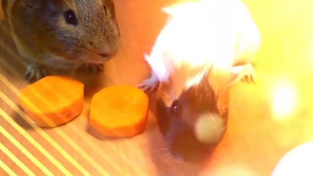 Кабачок и Морковка смотреть онлайн