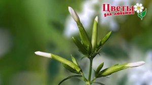 Лес за год.  Ускоренная съемка.