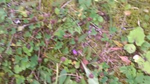 Рыжики в огороде и не только.