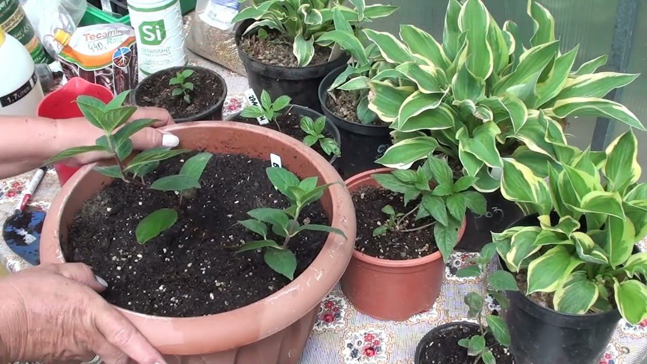 На сколько заглубить укорененные черенки гортензий для лучшего развития побегов. смотреть онлайн