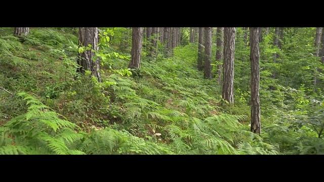 Горячий Ключ.Лес.Прогулка -отдых по летнему лесу. смотреть онлайн