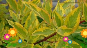 Дерен белый Гоучалти. Краткий обзор, описание характеристик cornus alba Gauchaultii