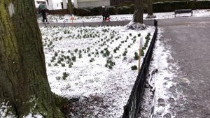 Когда в Лондоне выпал снег... Зима в Лондоне.