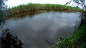 Приманка для щуки в заросшей воде. Уокер отлично ловил щуку.